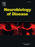 PI3K signaling promotes formation of lipid-laden foamy macrophages at the spinal cord injury site