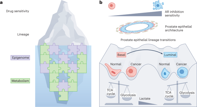 Metabolically regulated lineages in prostate cancer