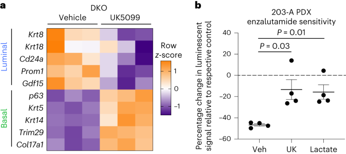 Pyruvate metabolism regulates prostate cell fate and response to cancer therapy