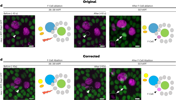 Author Correction: Co-option of epidermal cells enables touch sensing