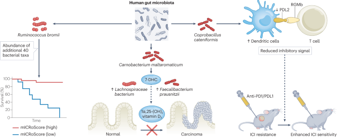 Microbiota-based biomarkers and therapeutics for cancer management