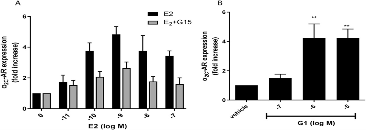 GPER Acts Through the cAMP/Epac/JNK/AP-1 Pathway to Induce Transcription of Alpha 2C Adrenoceptor in Human Microvascular Smooth Muscle Cells