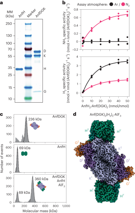 Structural insights into the iron nitrogenase complex