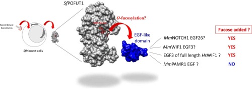 POFUT1-mediated O-fucosylation of glycoproteins expressed in the baculovirus Sf9 insect cell expression system