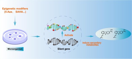 Structural diversity of microbial secondary metabolites based on chemical epigenetic manipulation