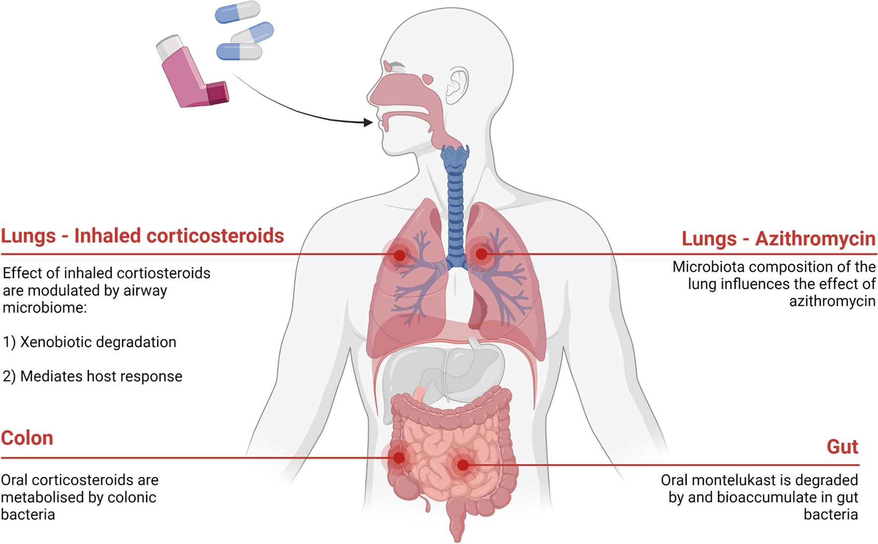 Exploring the influence of the microbiome on the pharmacology of anti-asthmatic drugs