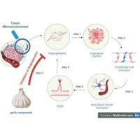 ﻿Anticancer potential of garlic bioactive constituents: Allicin, Z-ajoene, and organosulfur compounds