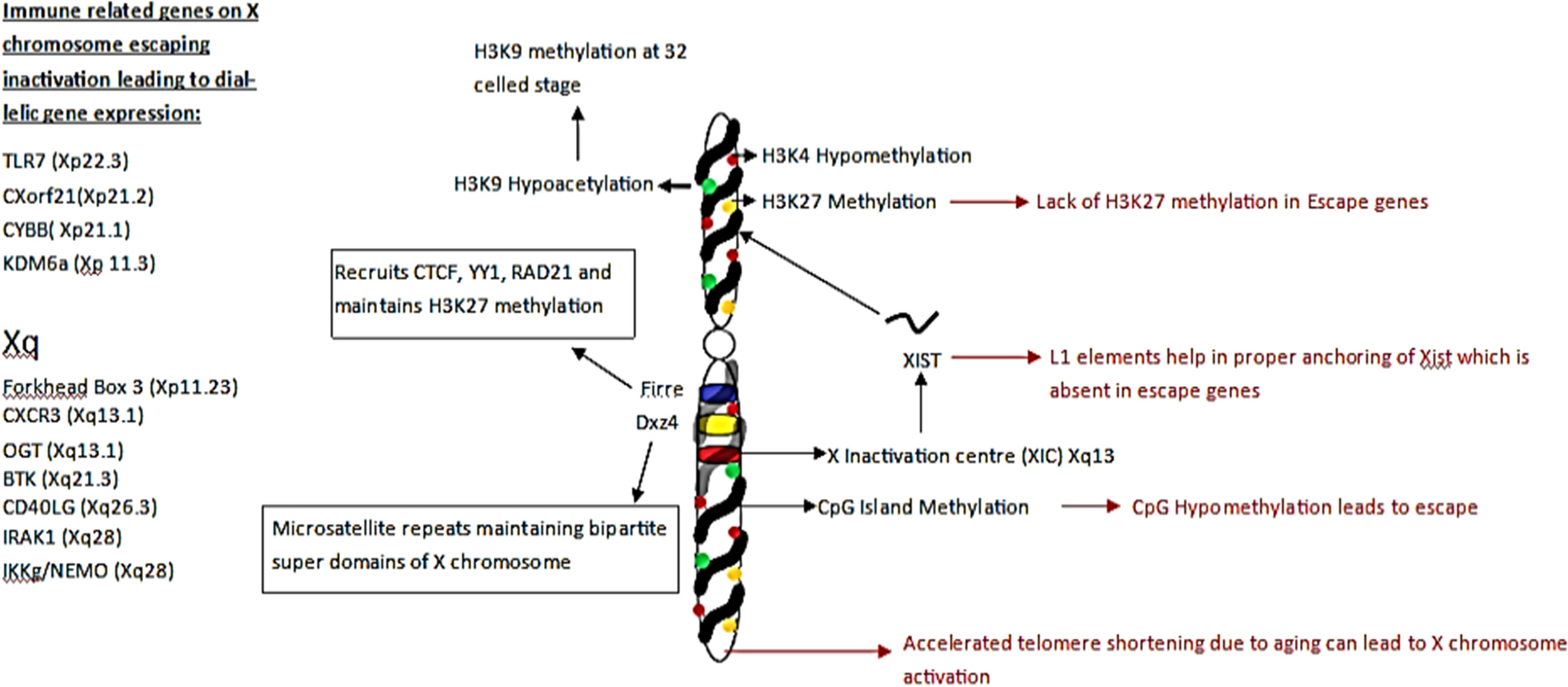 Role of sex in immune response and epigenetic mechanisms