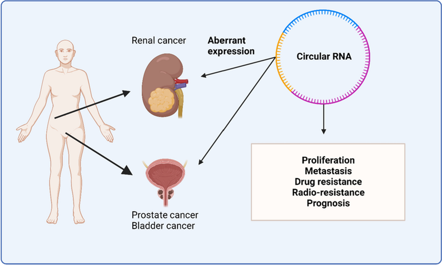 Therapeutic importance and diagnostic function of circRNAs in urological cancers: from metastasis to drug resistance