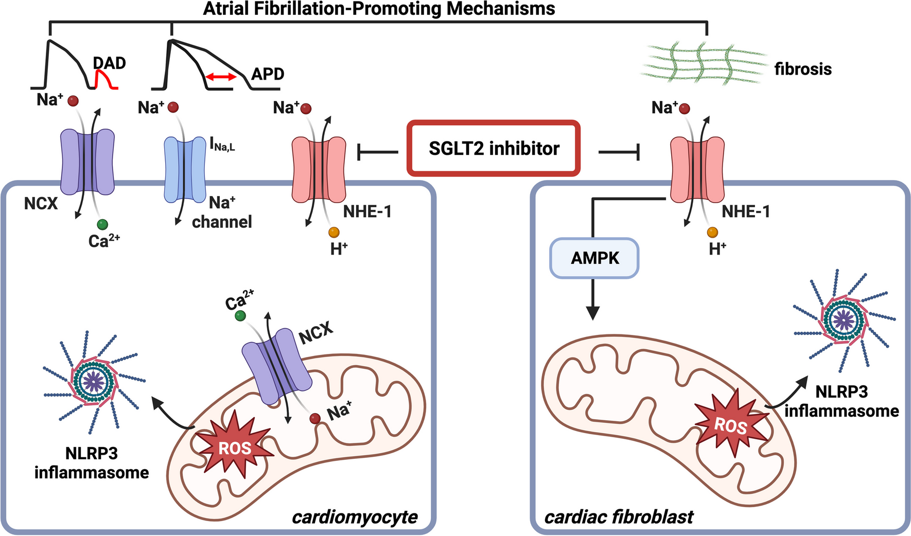 Dapagliflozin for Atrial Fibrillation