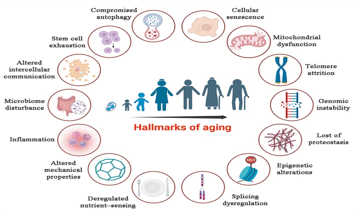 Aryl hydrocarbon receptor: Linking environment to aging process in elderly patients with asthma