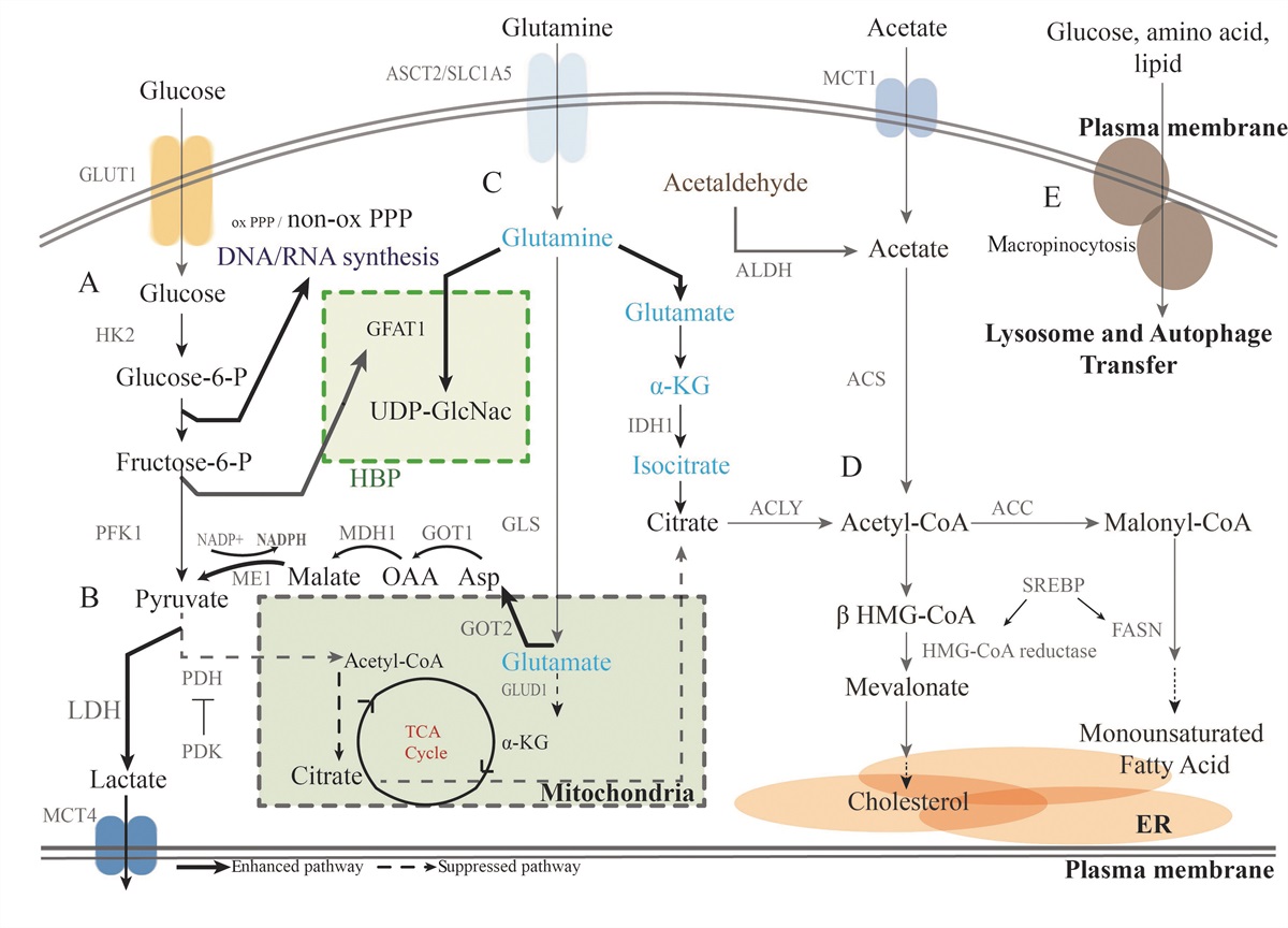 Pancreatic ductal adenocarcinoma chemoresistance: From metabolism reprogramming to novel treatment