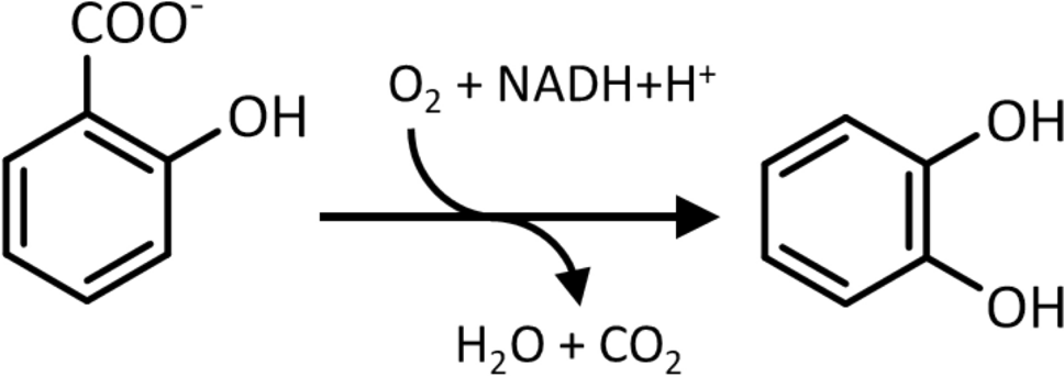 Genetic and Functional Characterization of a Salicylate 1-monooxygenase Located on an Integrative and Conjugative Element (ICE) in Pseudomonas stutzeri AJR13