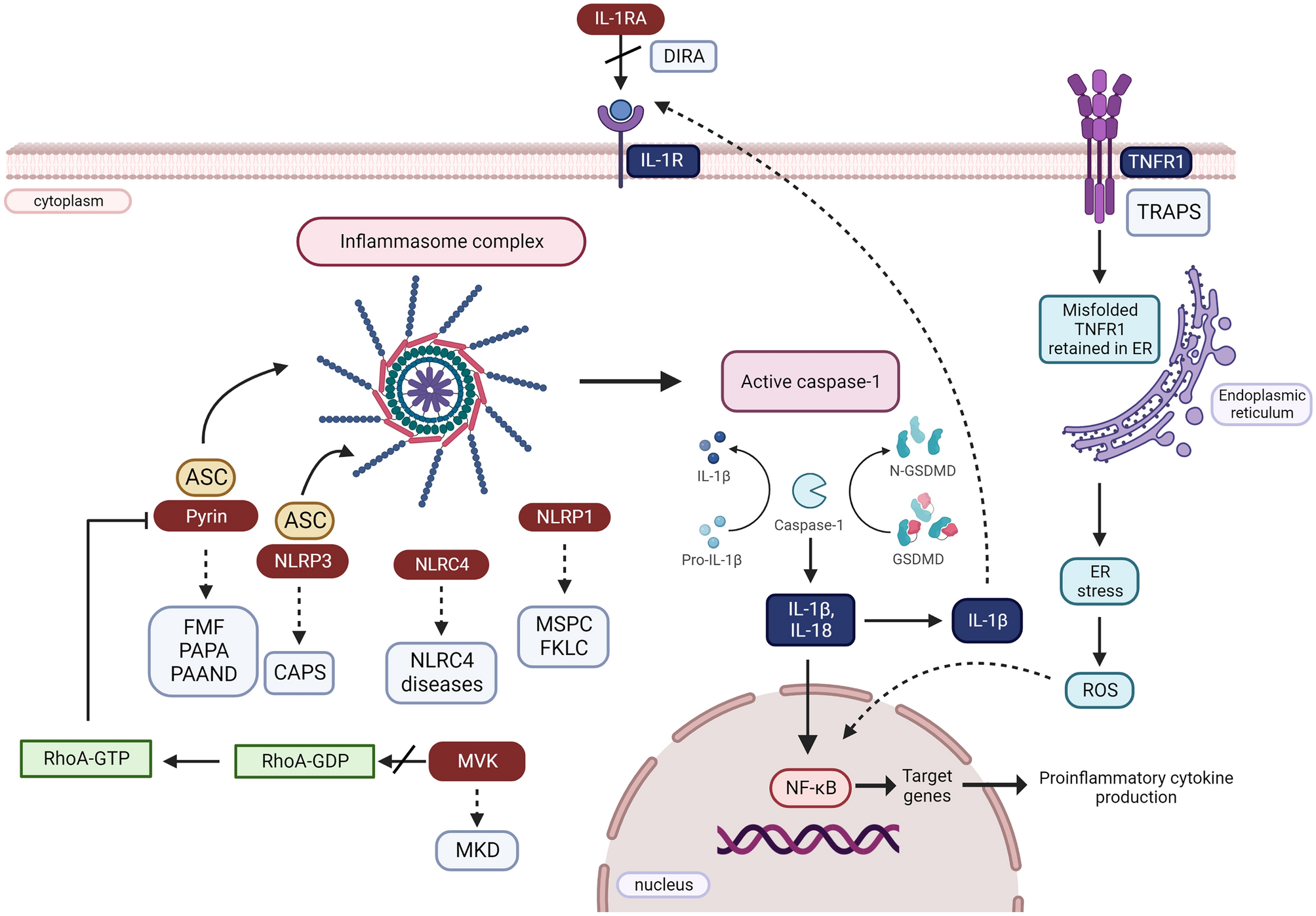 Practical Approach to Diagnosis and Management of IL-1-Mediated Autoinflammatory Diseases (CAPS, TRAPS, MKD, and DIRA)