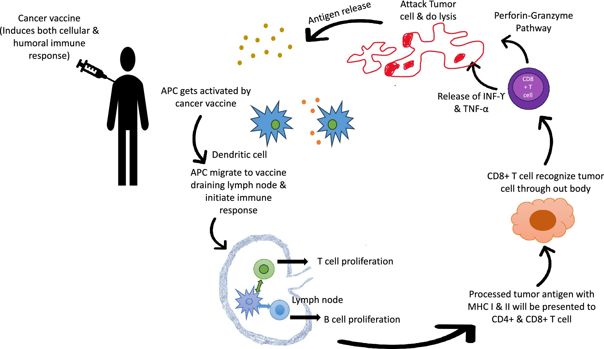 Cancer Vaccines: A Novel Revolutionized Approach to Cancer Therapy