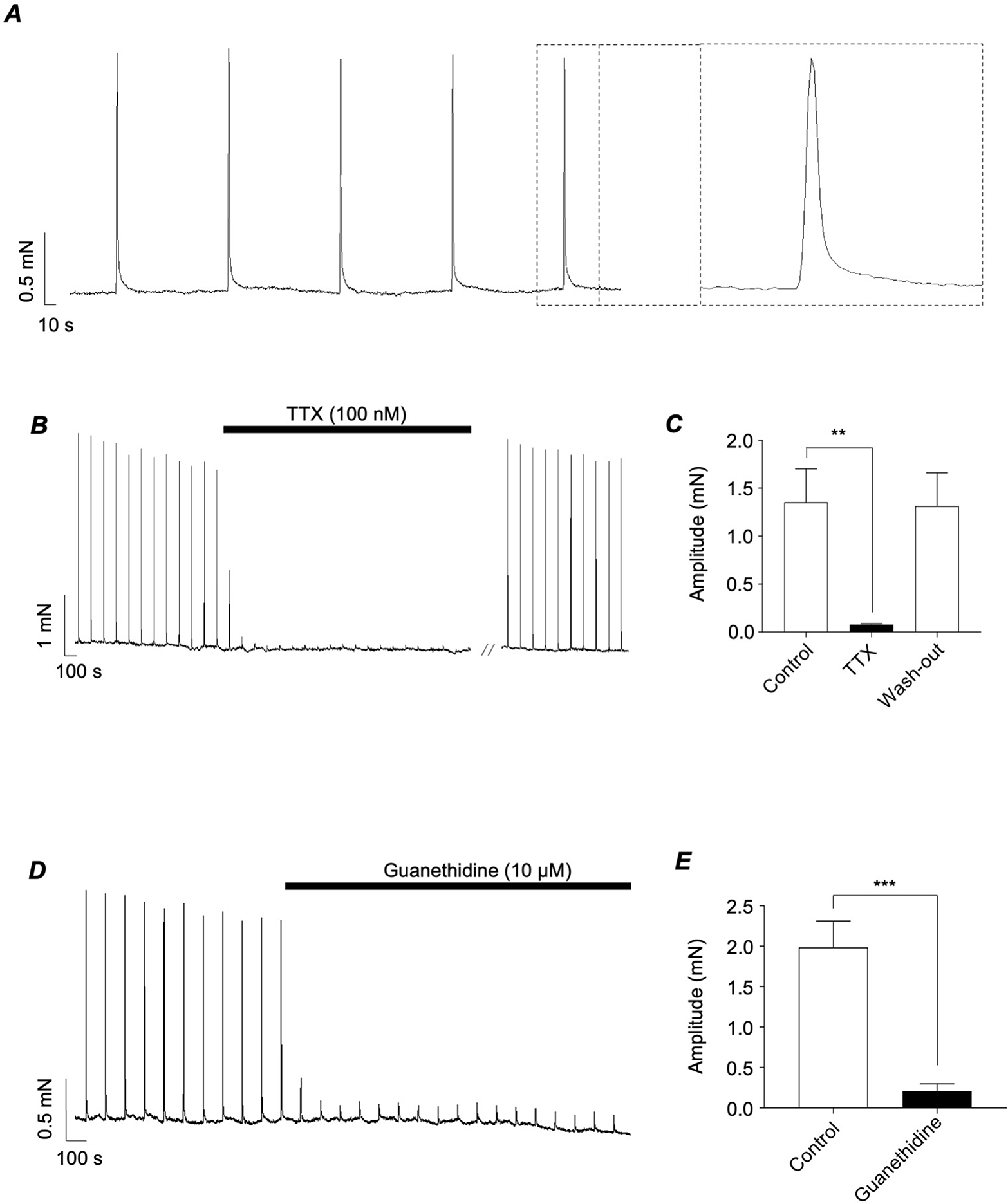 Regulation of nerve-evoked contractions of the murine vas deferens