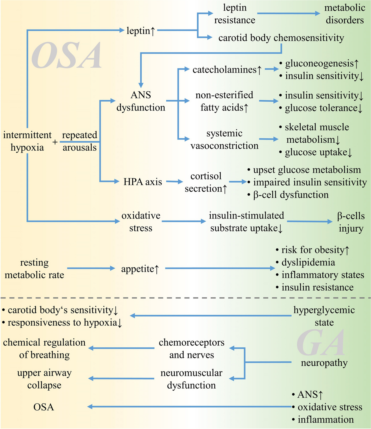 The benefits of hypoglycemic therapy for patients with obstructive sleep apnea