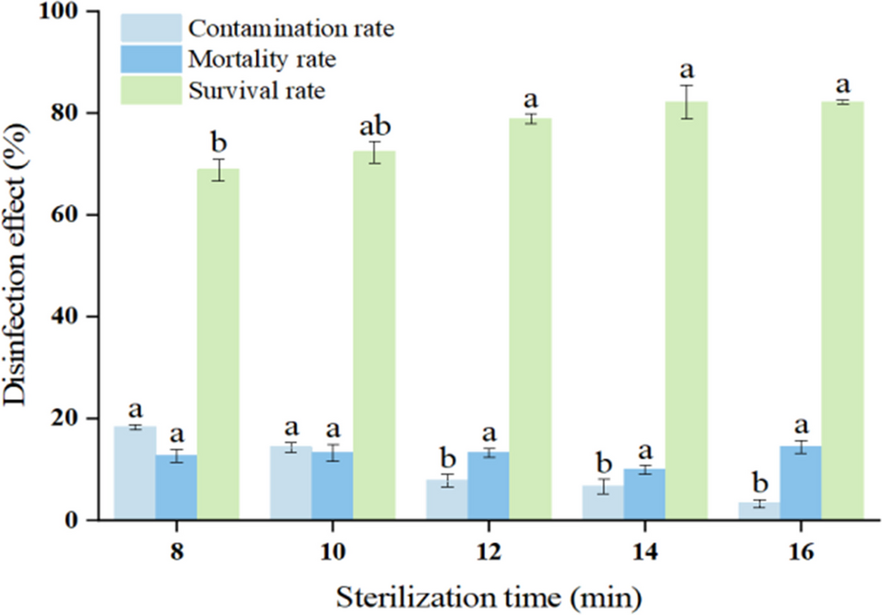 Establishment of tissue culture regeneration system of Ficus tikoua