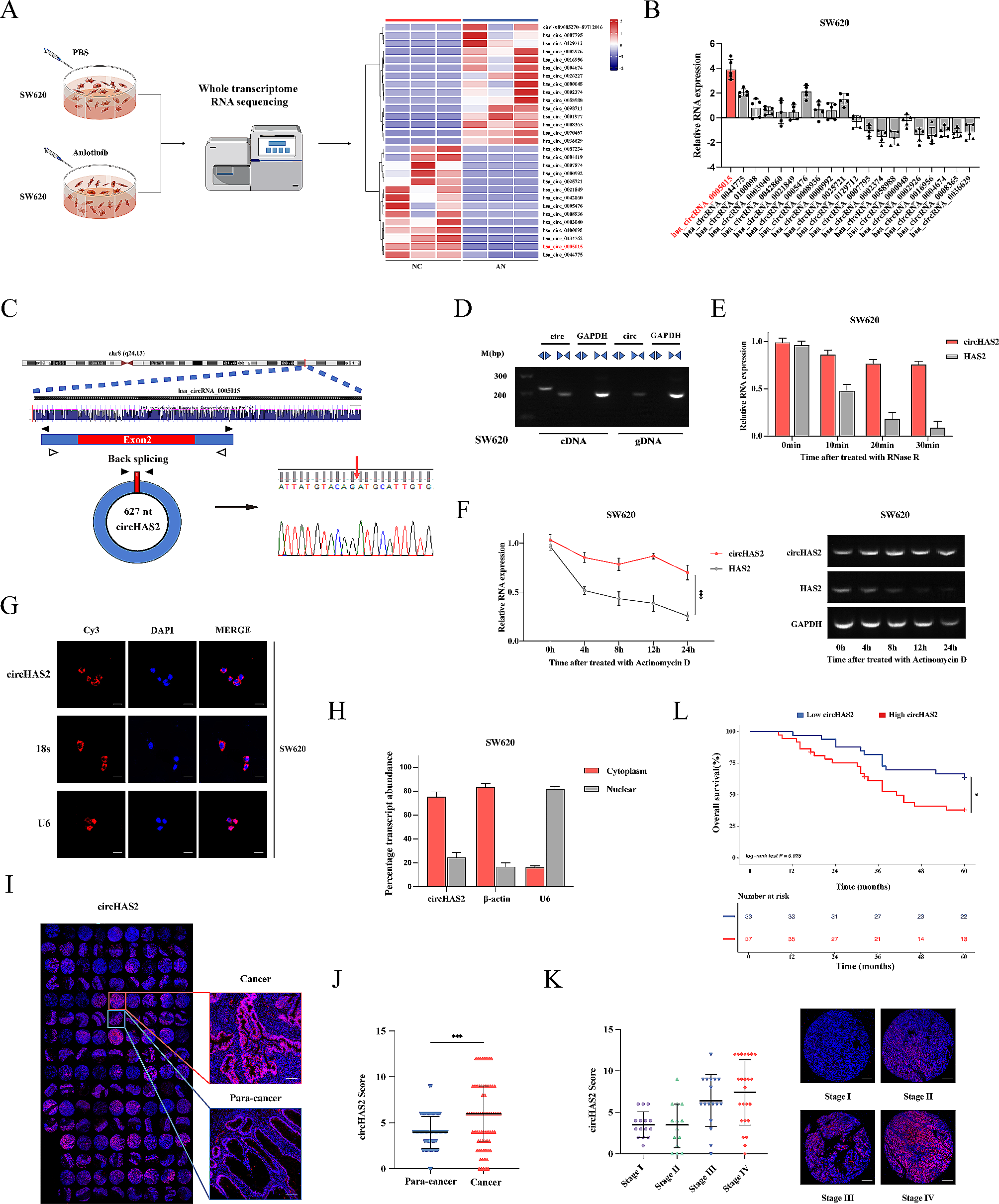 CircHAS2 activates CCNE2 to promote cell proliferation and sensitizes the response of colorectal cancer to anlotinib