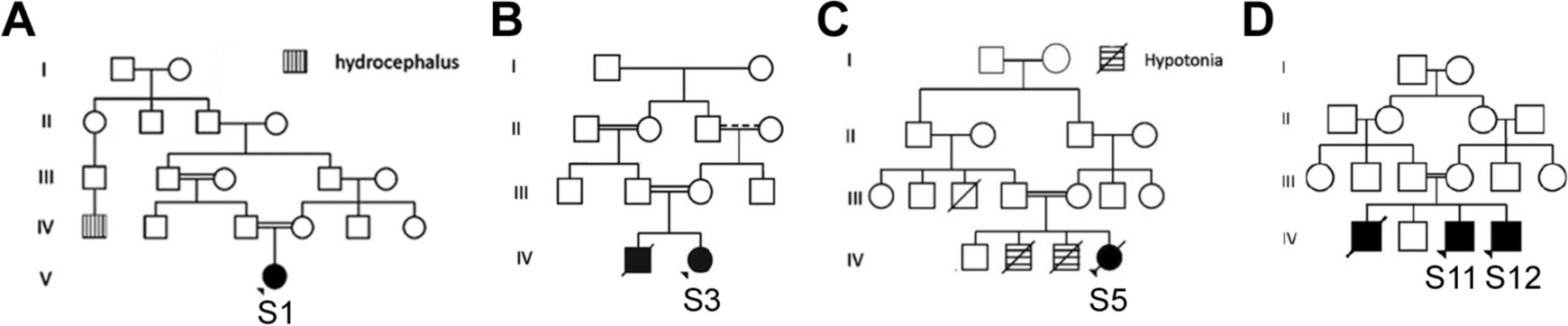 Genetic blueprint of congenital muscular dystrophies with brain malformations in Egypt: A report of 11 families