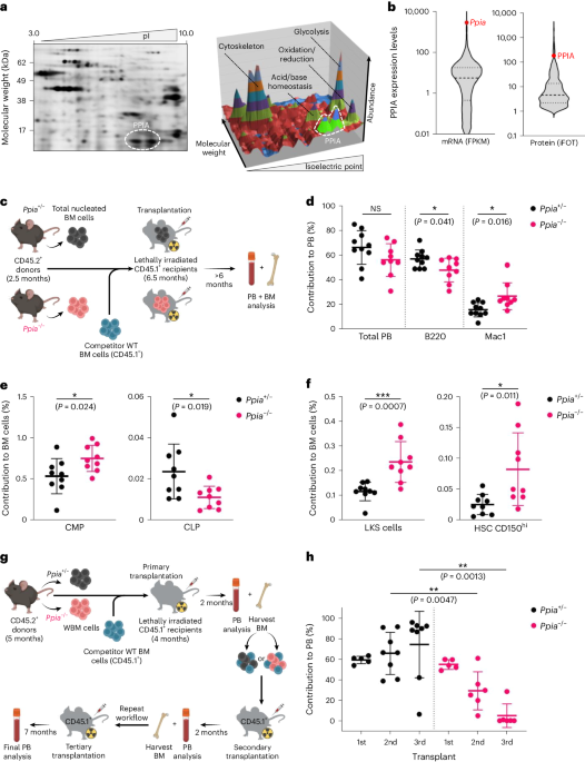 Cyclophilin A supports translation of intrinsically disordered proteins and affects haematopoietic stem cell ageing