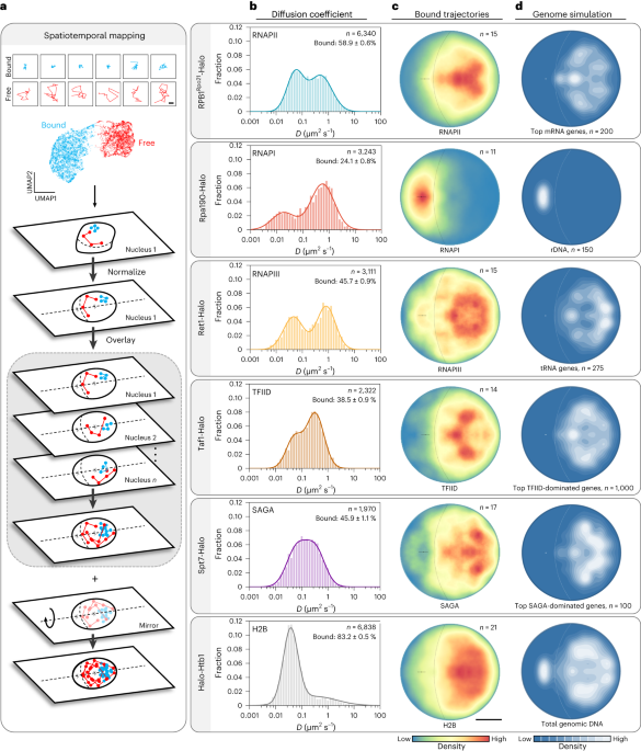 Disordered C-terminal domain drives spatiotemporal confinement of RNAPII to enhance search for chromatin targets