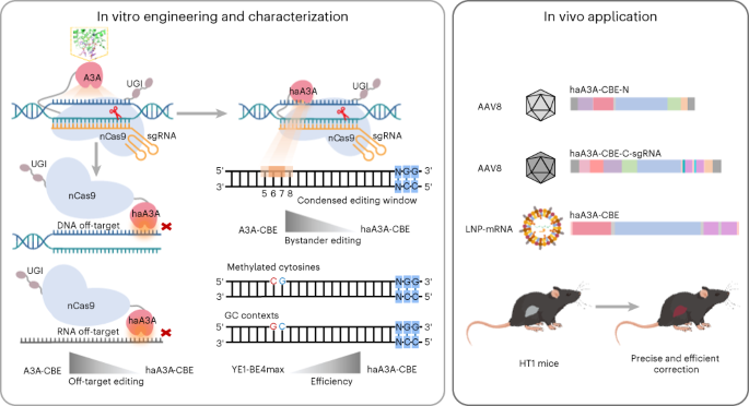 Engineering APOBEC3A deaminase for highly accurate and efficient base editing