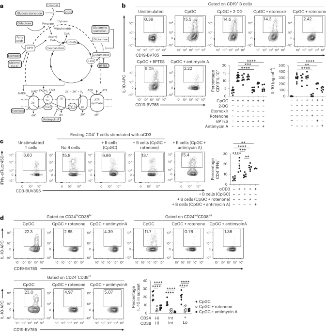 Thioredoxin is a metabolic rheostat controlling regulatory B cells