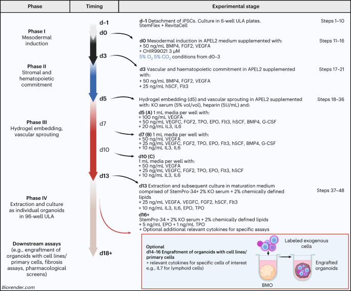 Generating human bone marrow organoids for disease modeling and drug discovery