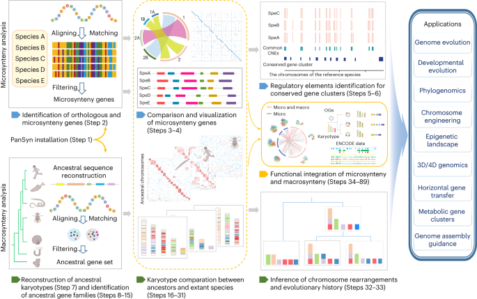 Pan-evolutionary and regulatory genome architecture delineated by an integrated macro- and microsynteny approach