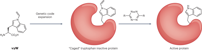 Blocking and rescuing tryptophan interactions