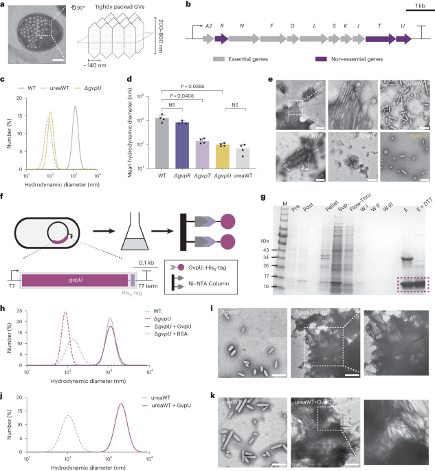 Phase transition of GvpU regulates gas vesicle clustering in bacteria