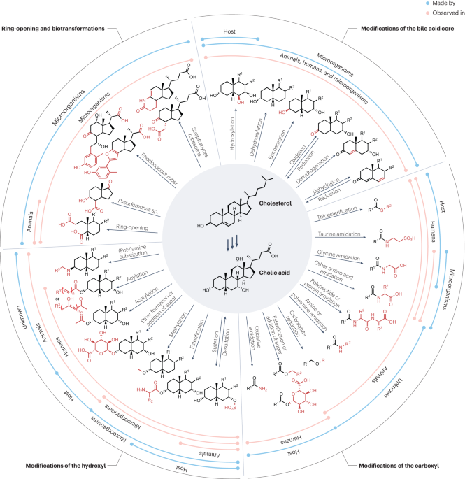 The changing metabolic landscape of bile acids – keys to metabolism and immune regulation