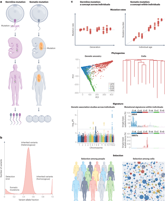 Genetic variation across and within individuals