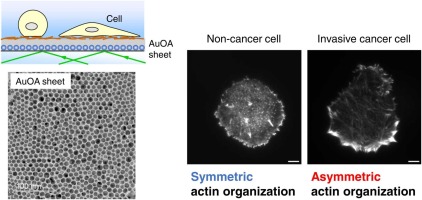 A plasmonic metasurface reveals differential motility of breast cancer cell lines at initial phase of adhesion