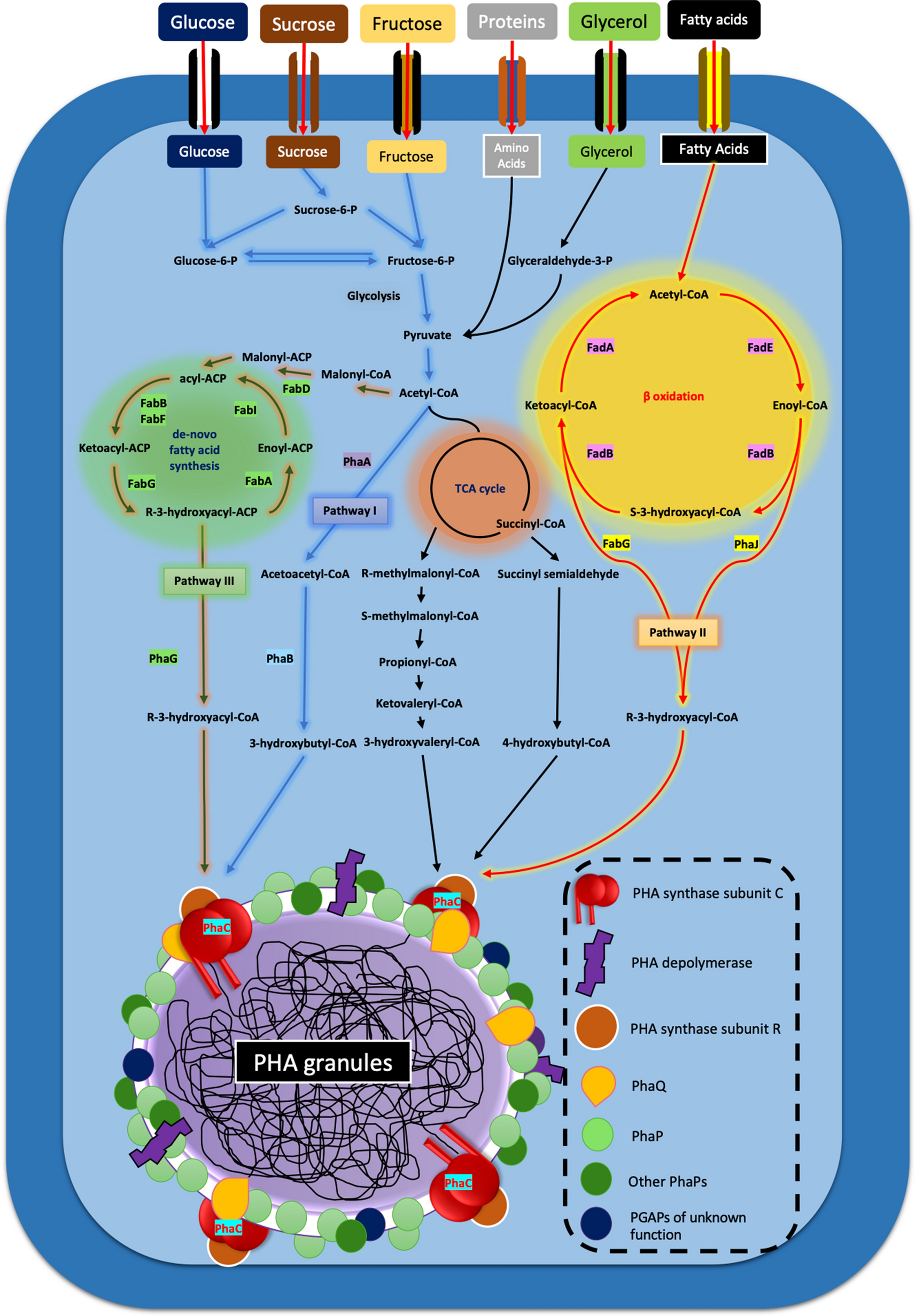 Harnessing economical biopolymer extrusion: the Bacillus clade as endotoxin-free platforms for next-generation bioprocesses