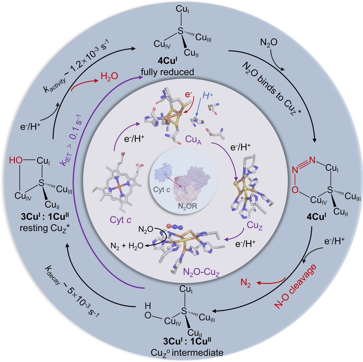 Elucidating electron transfer pathways in N2OR catalysis for mitigation of N2O emissions: a comprehensive review