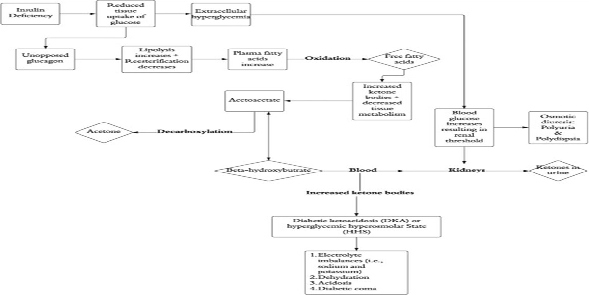 Managing Diabetes Mellitus in the Emergency Department