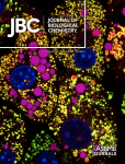 TFE3-SLC36A1 axis promotes resistance to glucose starvation in kidney cancer cells