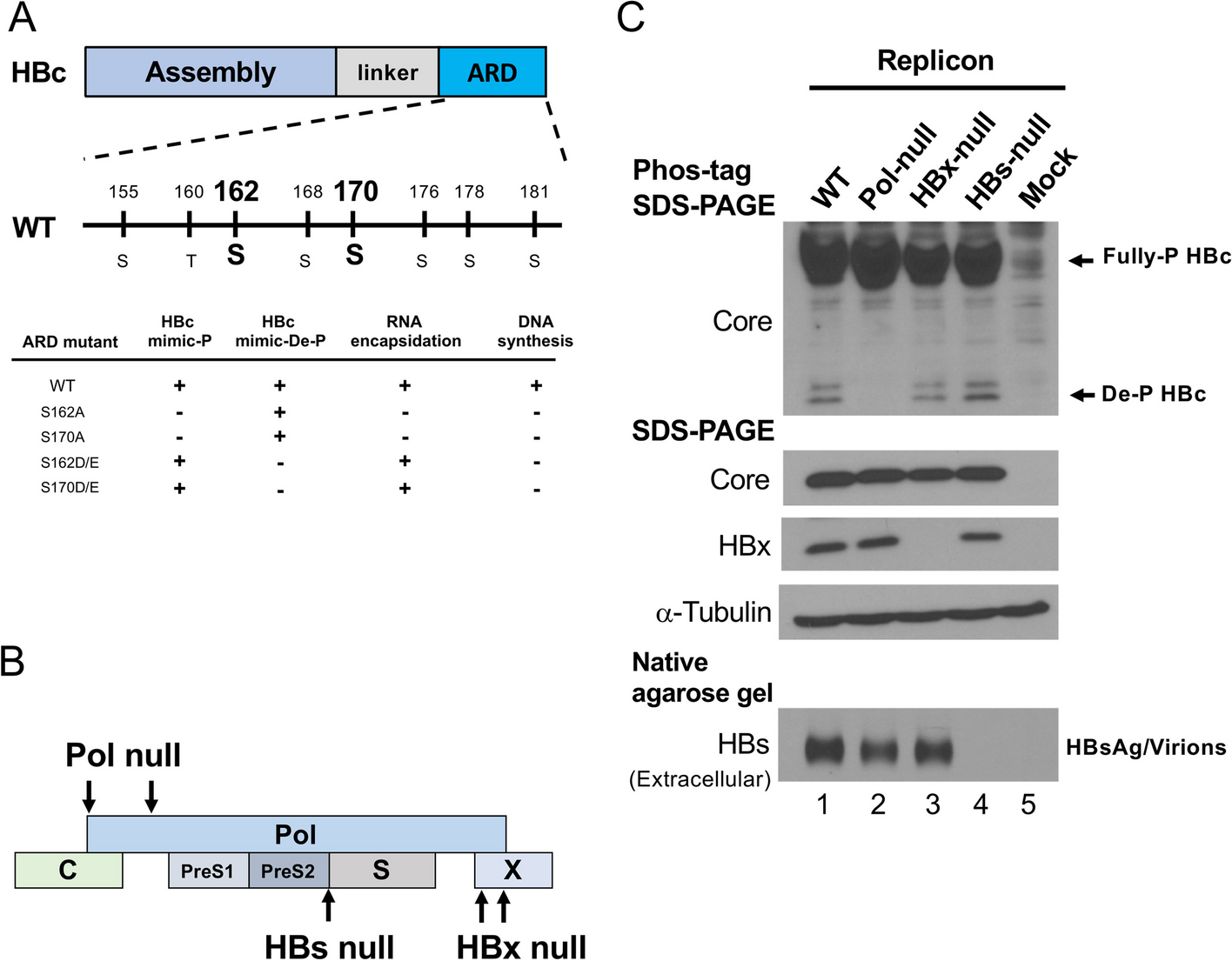 Significance of hepatitis B virus capsid dephosphorylation via polymerase