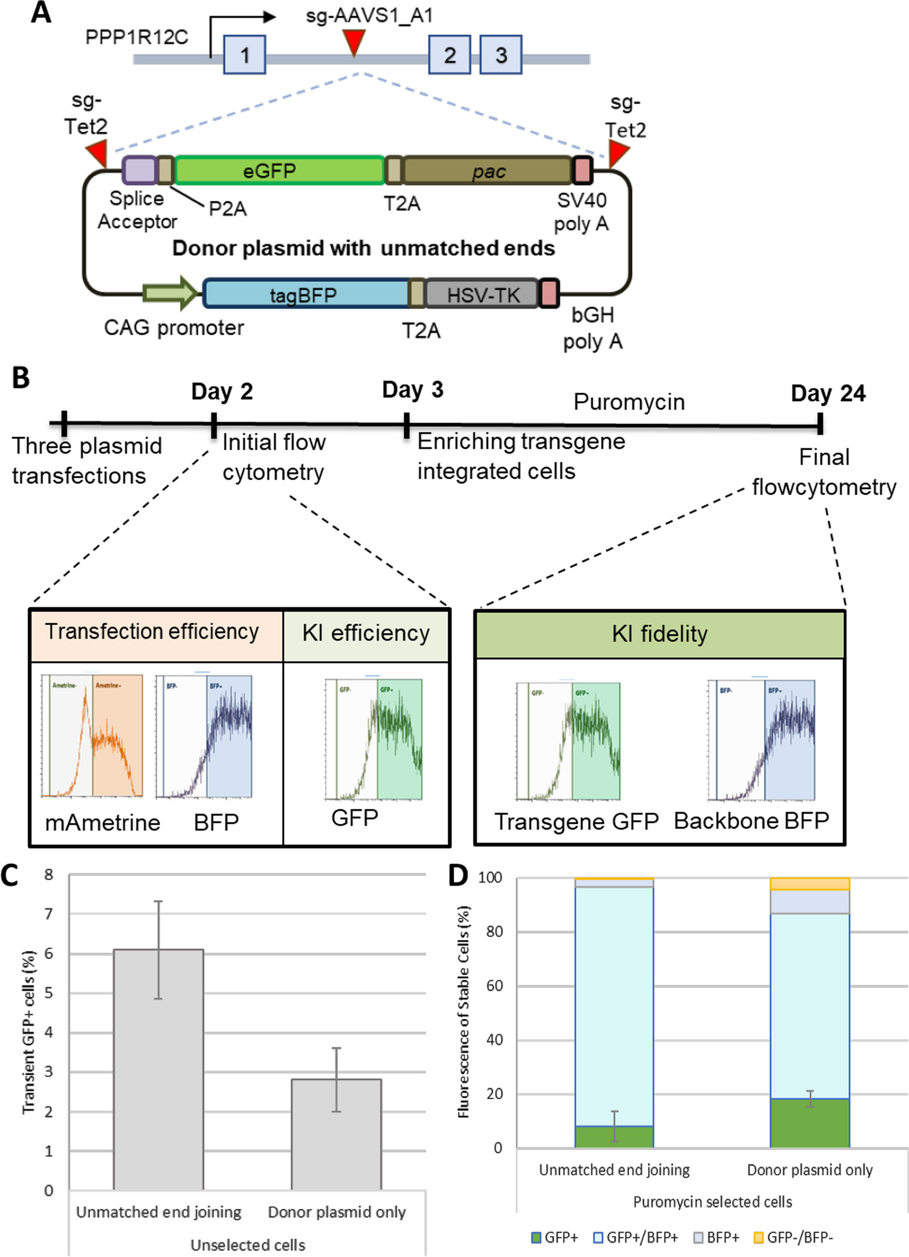 Improving CRISPR–Cas9 directed faithful transgene integration outcomes by reducing unwanted random DNA integration