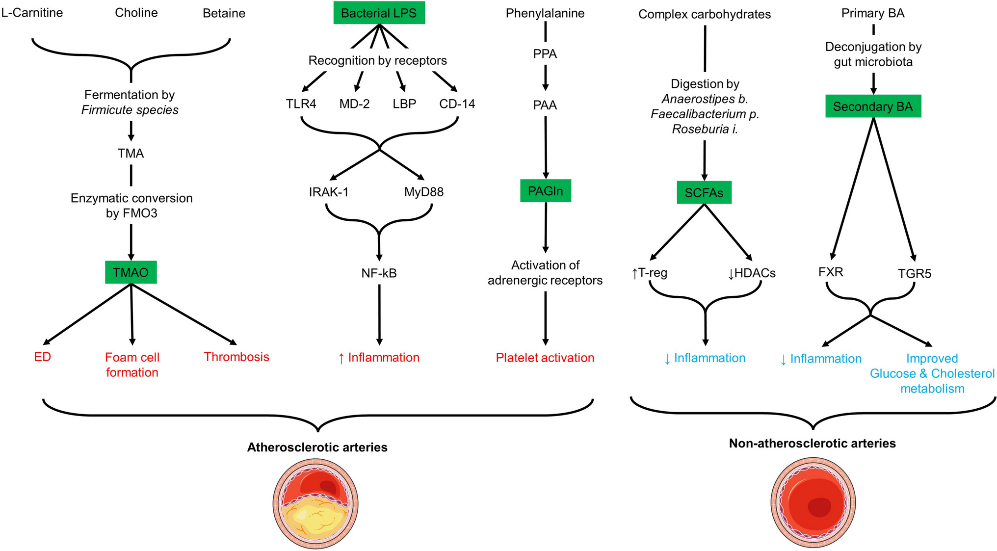 Targeting the Gut Microbiome to Treat Cardiometabolic Disease