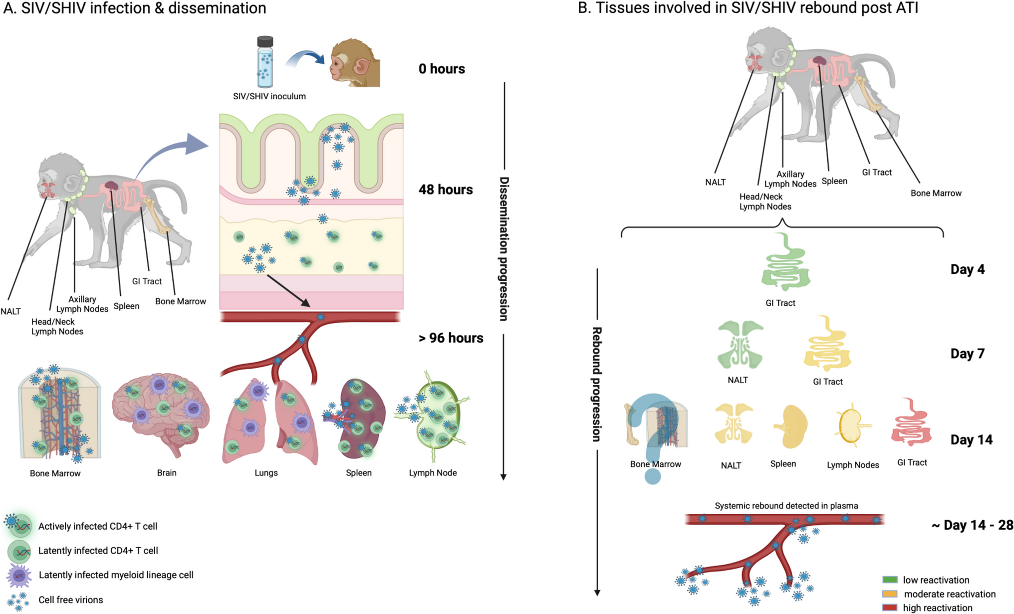 More than the Infinite Monkey Theorem: NHP Models in the Development of a Pediatric HIV Cure