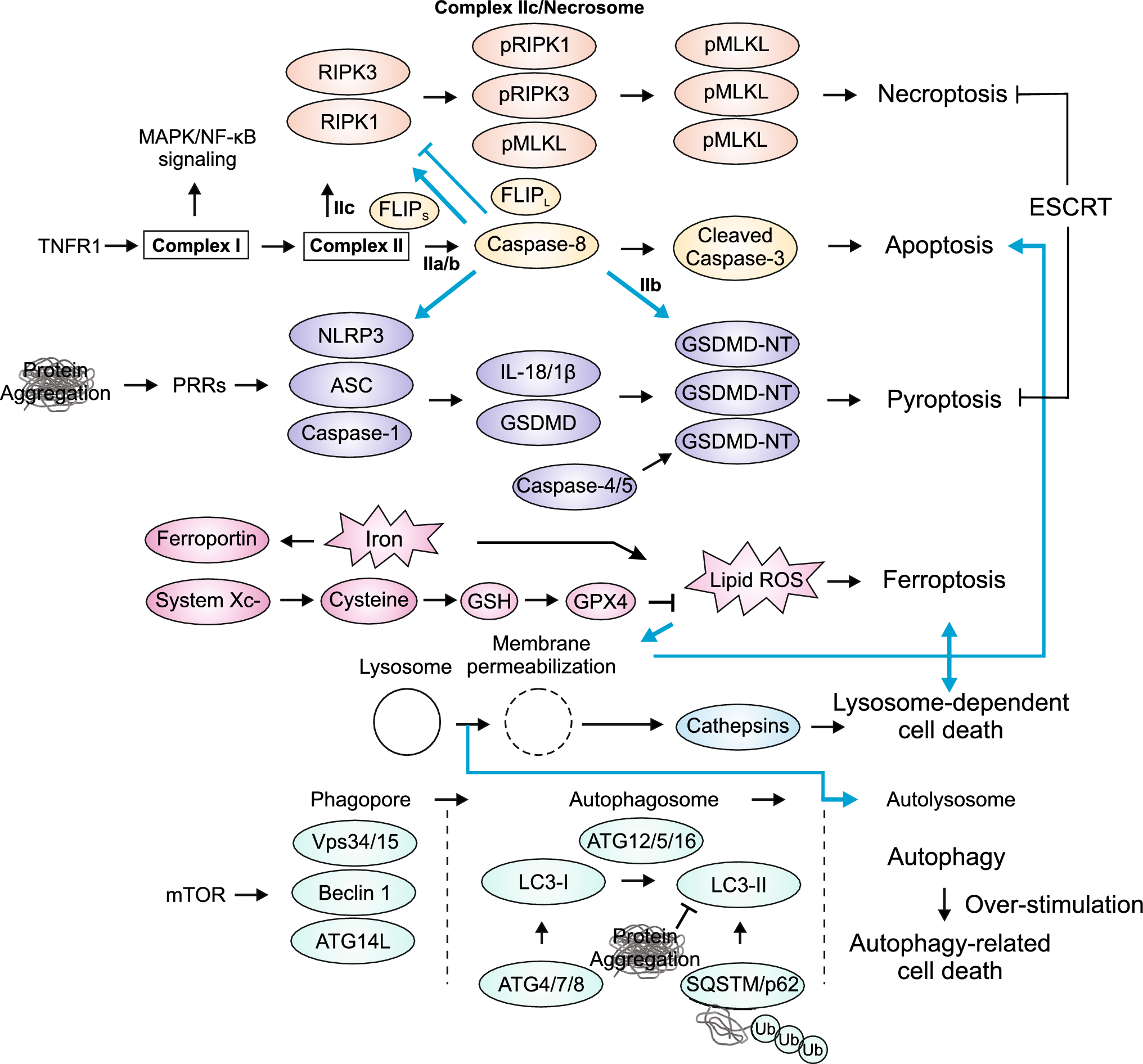 Regulated cell death and its role in Alzheimer’s disease and amyotrophic lateral sclerosis