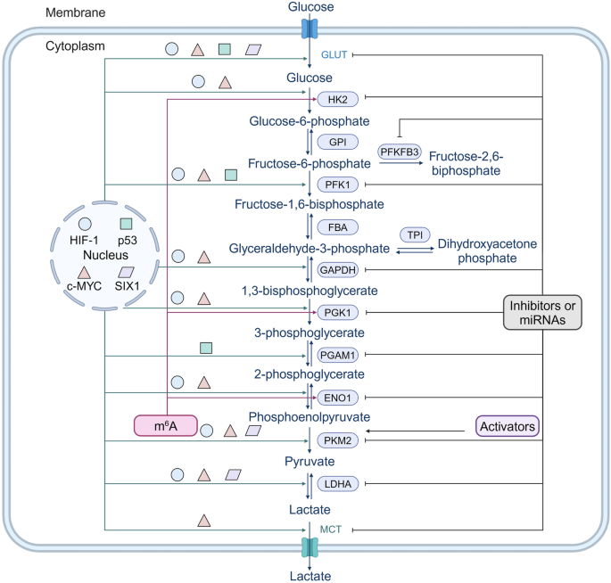 Transcriptional regulation and post-translational modifications in the glycolytic pathway for targeted cancer therapy