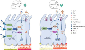 Mechanical regulation of lipid and sugar absorption by Piezo1 in enterocytes