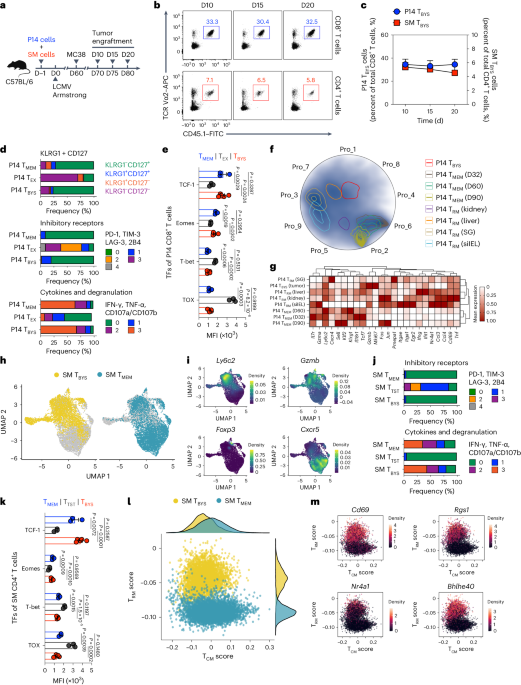 An oncolytic virus delivering tumor-irrelevant bystander T cell epitopes induces anti-tumor immunity and potentiates cancer immunotherapy