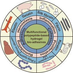 Multifunctional polypeptide-based hydrogel bio-adhesives with pro-healing activities and their working principles