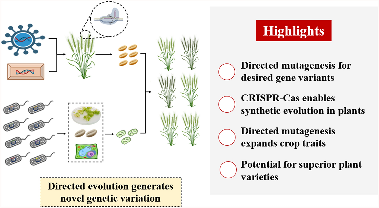 Directed mutagenesis in plants through genome editing using guide RNA library