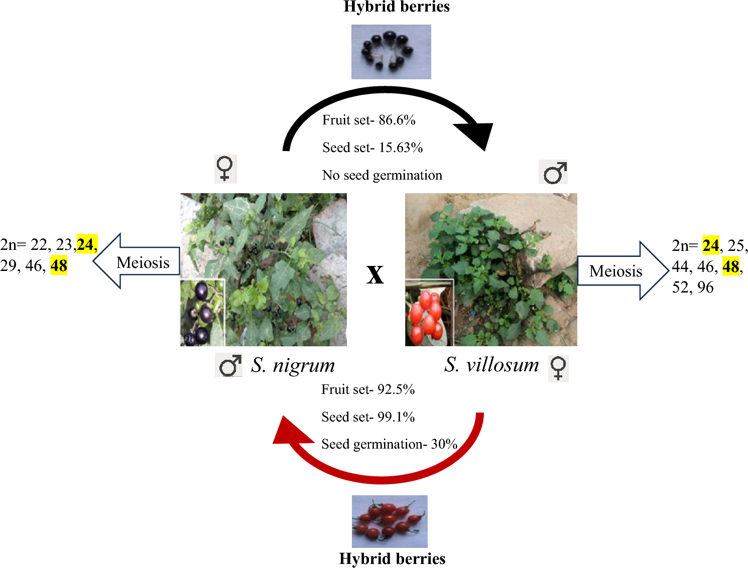 Cytological variability vis-a-vis cross compatibility in Solanum nigrum (black berry nightshade) and S. villosum (red berry nightshade)